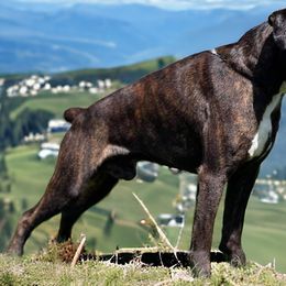Arie - Boxer
