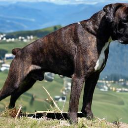 Arie - Boxer