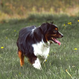 Australian Shepherds, Miniature American Shepherds, Miniature Australian Shepherds, and Toy Australian Shepherds from Double Moon