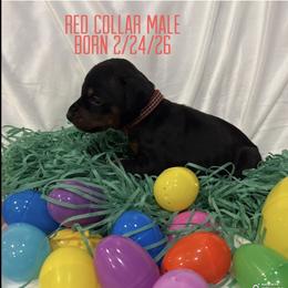 Daffy Duck - Black and rust male Doberman Pinscher puppy in Wellington, Ohio from Jossie J's Dobermans