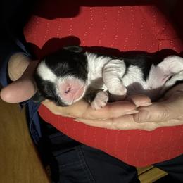 Cavalier King Charles Spaniel Puppies from Cavalier Country Farm