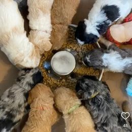 Aussiedoodle and Goldendoodle Puppies from Jackson County Doodles