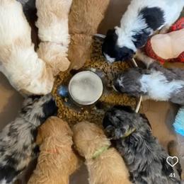 Aussiedoodle and Goldendoodle Puppies from Jackson County Doodles