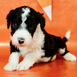 Spooky - White and black male Bordoodle puppy in Oak Hill, West Virginia from Highlands Bordoodles