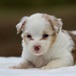 Frost - Red merle female Toy Australian Shepherd puppy in Bauxite, Arkansas from J and B Mini Aussies