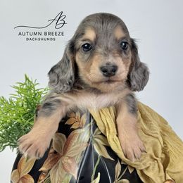 Boy 2 - Black and cream male Dachshund puppy in Clever, Missouri from Autumn Breeze Dachshunds