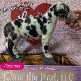 Roxanne - Harlequin female Great Dane puppy in Brooksville, Florida from Follow My Lead Great Danes