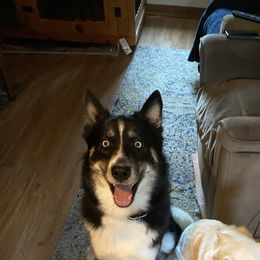 Dies - Pomsky