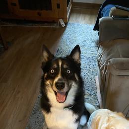 Dies - Pomsky