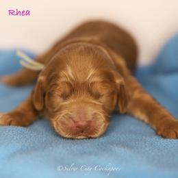 Rhea - Red female Cockapoo puppy in Canastota, New York from Silver City Cockapoos