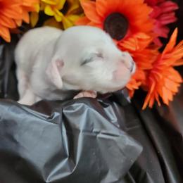 Boy 3 - White male Llewellin Setter puppy in North Dinwiddie, Virginia from Pups Furever