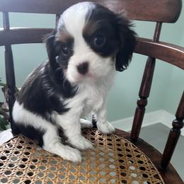 Cavalier King Charles Spaniel Puppies from Palladino’s Cavaliers of Upstate NY
