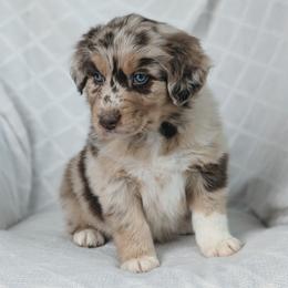 Finn - Red merle male Australian Shepherd puppy in Yakima, Washington from Naches Heights Ranch