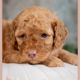Sedona - Red female Cockapoo puppy in Connersville, Indiana from Deaz Doodle Ranch