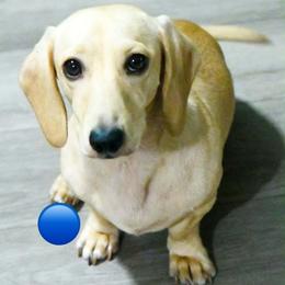 Flynn - Cream male Dachshund puppy in Homosassa, Florida from SAN’S Dachshunds