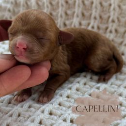 Capellini - Red female Cavapoo puppy in Pagosa Springs, Colorado from Selah Mountain Dogs