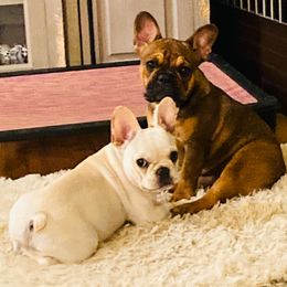 Rosie - French Bulldog