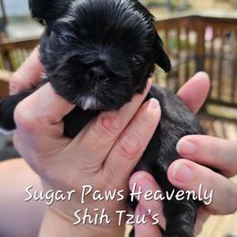 1st born girl - Black and white female Shih Tzu puppy in Havelock, North Carolina from Sugar Paws Heavenly Shih Tzu’s