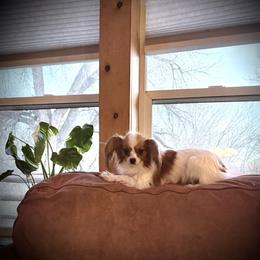 Sage - Papillon