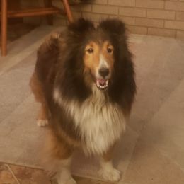 Ruby - Shetland Sheepdog