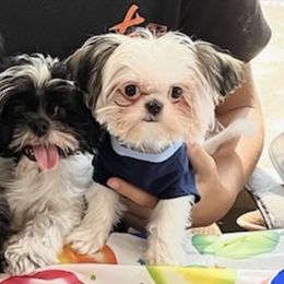 Shih Tzus from Mia Shih Tzus