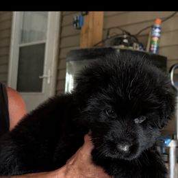 Girl 2 - Black female German Shepherd puppy in Fairdale, Kentucky from Kimberly's German Shepherds
