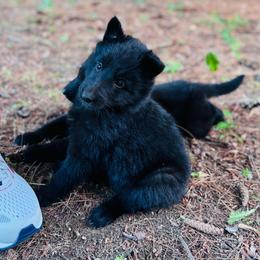 Green boy - Black male Belgian Sheepdog puppy in Hastings, Minnesota from Century Hills Farm