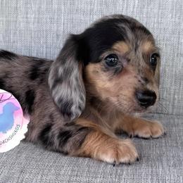 Boy 2 - Dapple male Dachshund puppy in Houston, Texas from L&L 4D Dancer’s Dachshunds