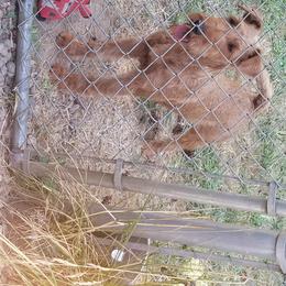 Star - Irish Terrier