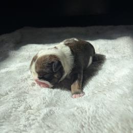 Belle - Red and white female Bulldog puppy in Little Rock, Arkansas from Freeway Bulls
