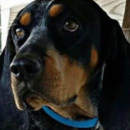 Treeing Walker Coonhounds from Janis Hunter