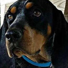 Treeing Walker Coonhounds from Janis Hunter