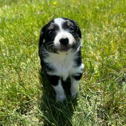 Red - Black tri female Miniature American Shepherd puppy in Minden, Nevada from Kickinauss Minis
