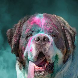 Saint Bernard All Grown Up from Metal Saints