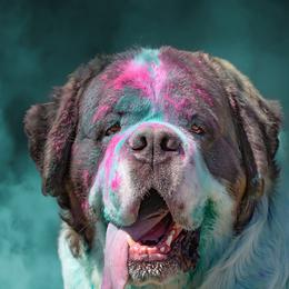 Saint Bernard All Grown Up from Metal Saints
