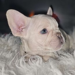 😍 OLAF THE PLATINUM BOY 😍 - White French Bulldog puppy in Burleson, Texas from Diamond Deluxx Frenchies