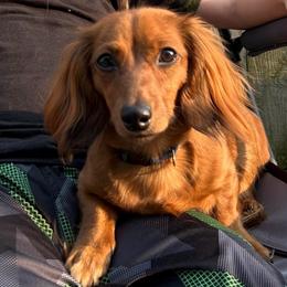 Maple - Dachshund