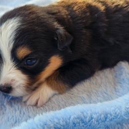 Avery - Black tri female Miniature Australian Shepherd puppy in Lakeland, Florida from Sunshine Mini Aussies