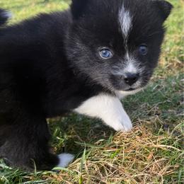 Samantha - Black and white female Pomsky puppy in Scandinavia, Wisconsin from Bonnie’s Little Fluffys