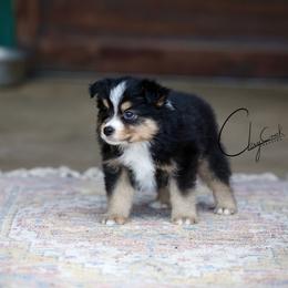 Bean - Black tri male Miniature Australian Shepherd puppy in Prague, Oklahoma from Clay Creek Aussies