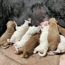 Goldendoodle Puppies from Goldendoodles on the Hill