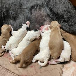 Goldendoodle Puppies from Goldendoodles on the Hill
