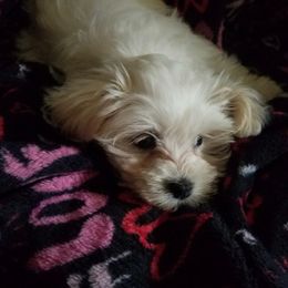 Molly - Maltese