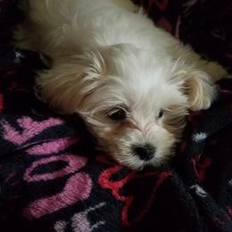 Molly - Maltese