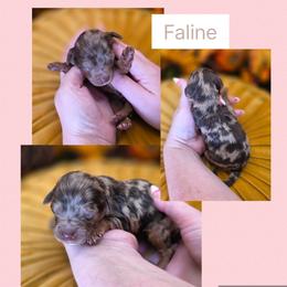 Faline - Merle female Goldendoodle puppy in Decatur, Tennessee from Diamond's Doodles