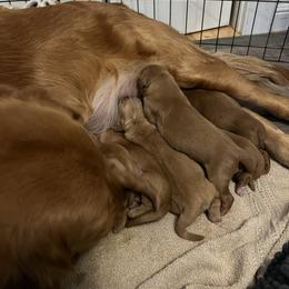 Girl 2 - Dark golden female Golden Retriever puppy in Lebanon, Oregon from Dark Goldens on Hilltop
