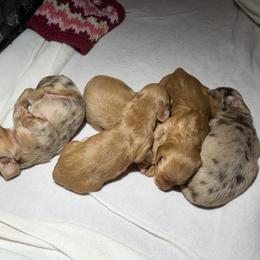 Jax - Dapple male Dachshund puppy in Hazlehurst, Georgia from DrakeFire Dachshunds