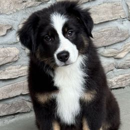 Max - Black tri male Miniature Australian Shepherd puppy in Cunningham, Tennessee from Copper Creek Aussies