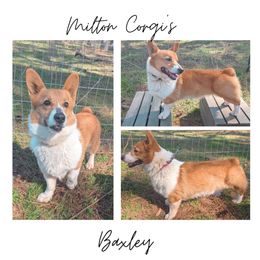 Baxley - Pembroke Welsh Corgi