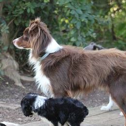 Tex - Miniature Australian Shepherd